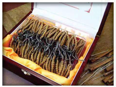 南沙冬虫夏草回收